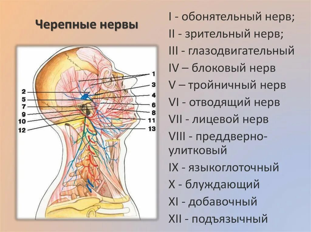 Расположение нервов на лице человека схема Нервная система головы