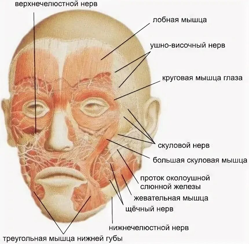 Расположение нервов на лице человека схема Pin von Маргарита Митрофанова auf Йога для лица