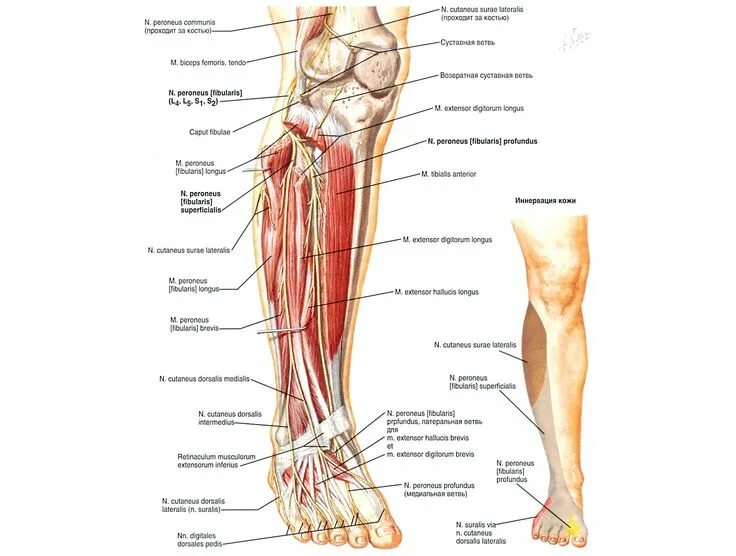 Расположение нервов на ноге человека схема Biceps, Health, Surgery