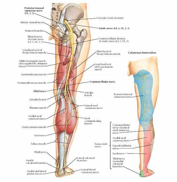 Расположение нервов на ноге человека схема Explore the Anatomy of the Sciatic Nerve and Posterior Femoral Cutaneous Nerve