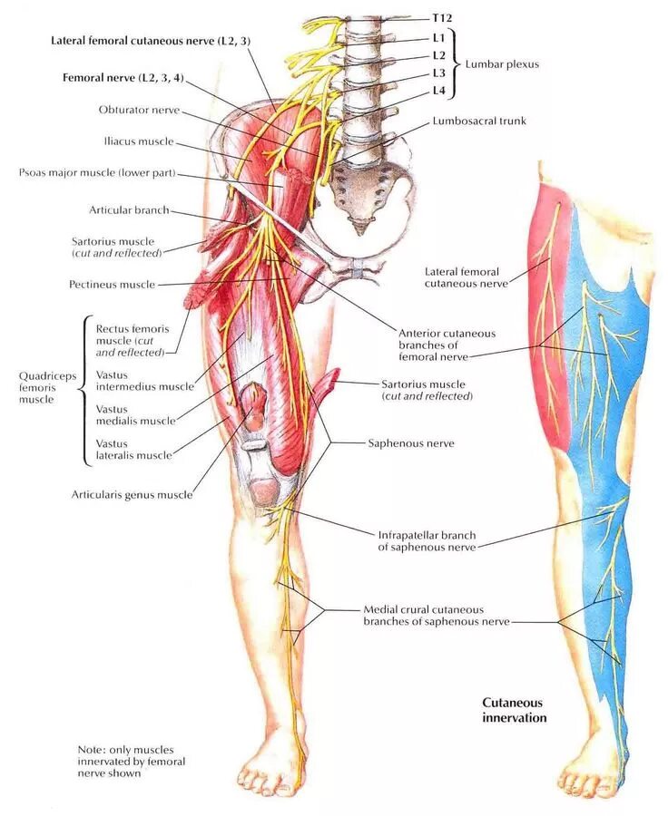 Расположение нервов на ноге человека схема Anatomical location of the femoral nerve (source) Femoral nerve, Nerve anatomy, 