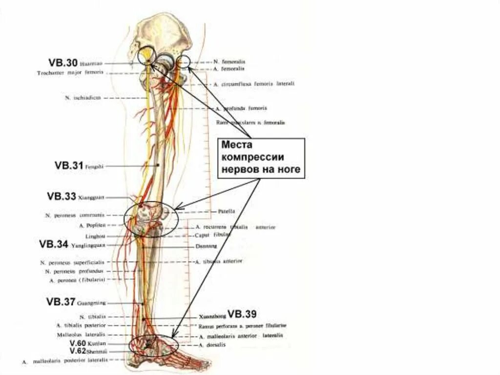 Расположение нервов на ноге человека схема Где нерв на ноге