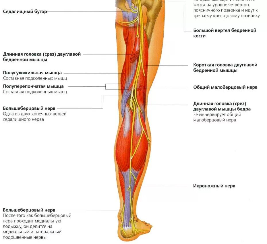 Расположение нервов на ноге человека схема О ЧЕМ говорят мурашки и покалывания