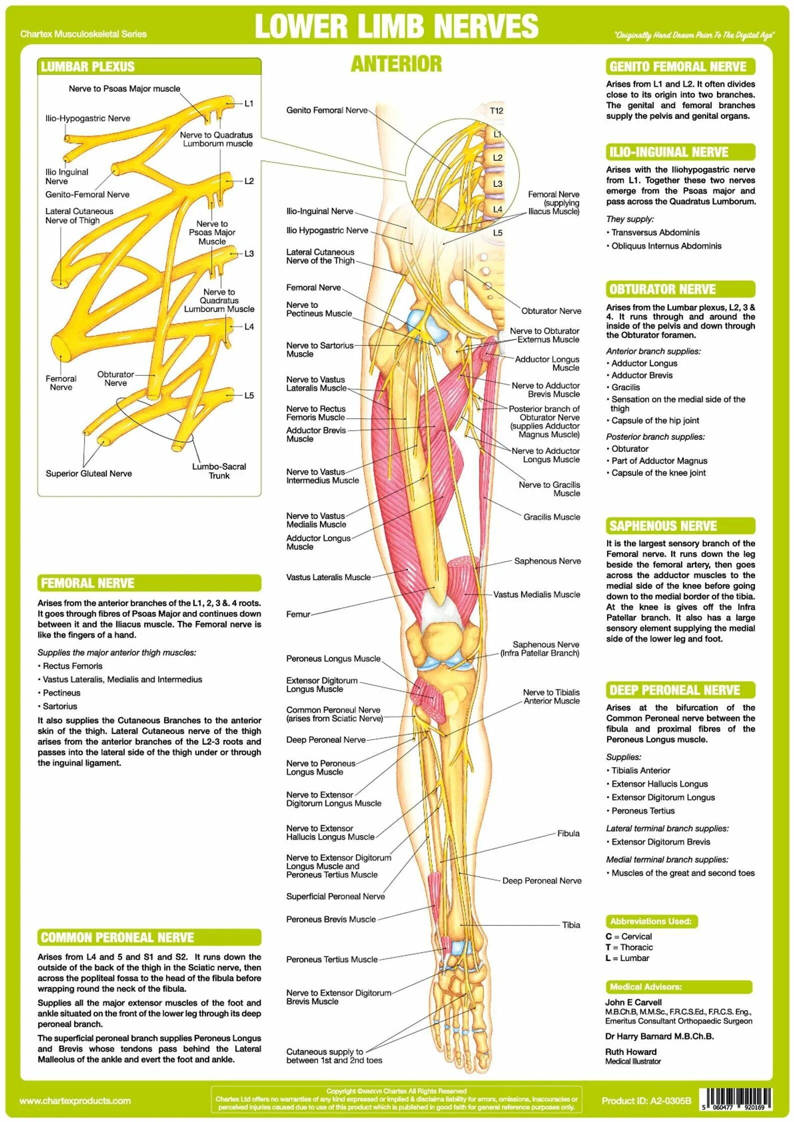 Расположение нервов на ноге человека схема Nervous System Anatomy Posters Set of 6 - Etsy Human body nervous system, Nervou