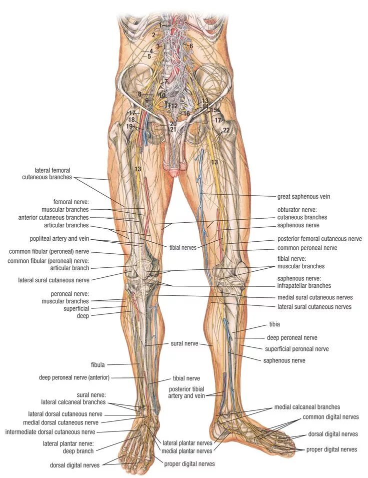 Расположение нервов на ноге человека схема Nerves of the lower limb anatomy Nerve anatomy, Lower limb, Nerves in leg