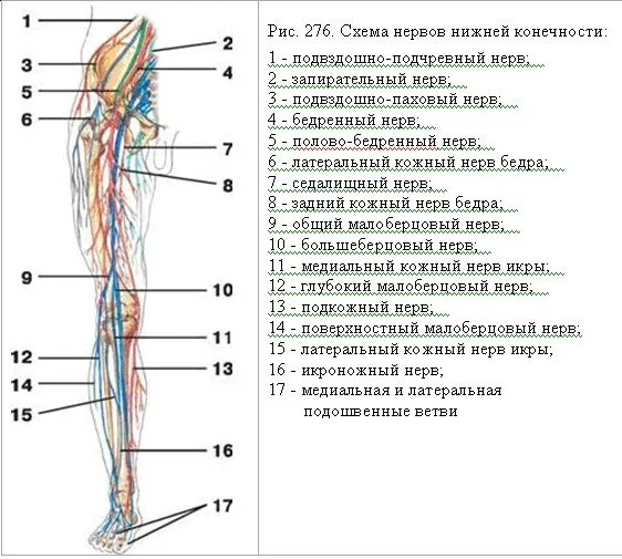 Расположение нервов на ноге человека схема Какие нервы в ногах - найдено 88 картинок