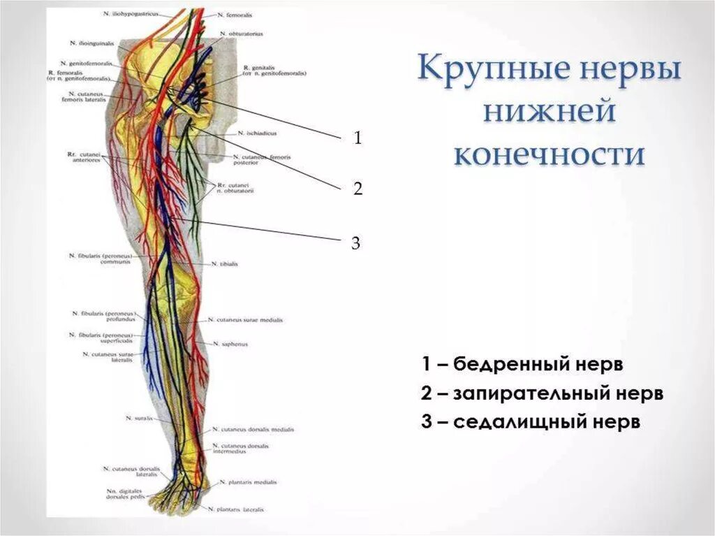 Расположение нервов на ноге человека схема Иннервация коленного сустава схема