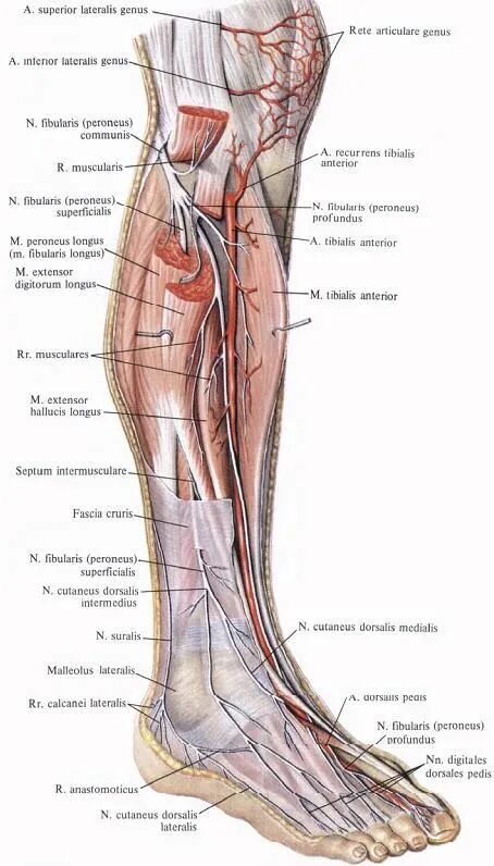 Расположение нервов на ноге человека схема Pin on Foot and calf Body anatomy, Body muscle anatomy, Human body anatomy