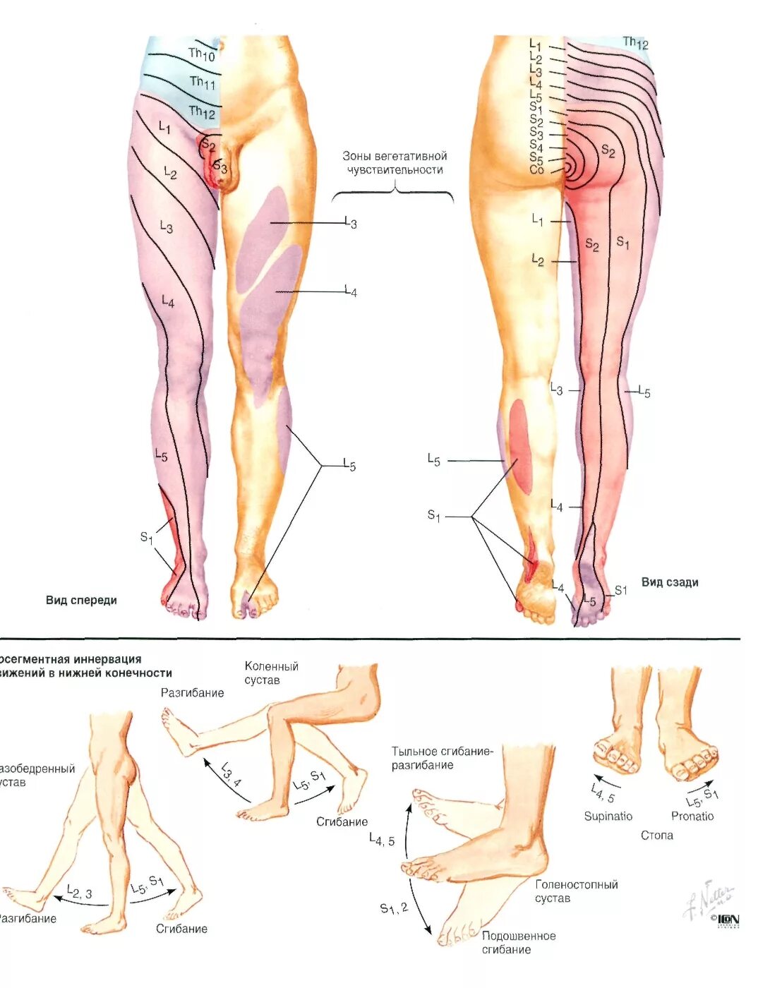 Расположение нервов на ноге человека схема Атлас Неттера - Кровоснабжение и иннервация - Анатомия человека Физиология челов