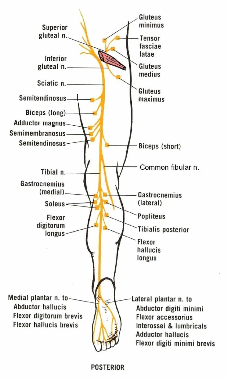 Расположение нервов на ноге человека схема Pin on Osteopathy Revision and Concepts