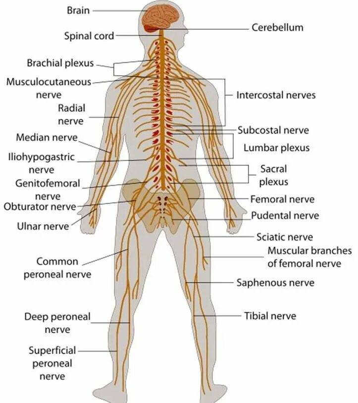 Расположение нервов на теле человека схема nervous system parts Sistema nervioso, Sistema nervioso humano, Sistema nervioso