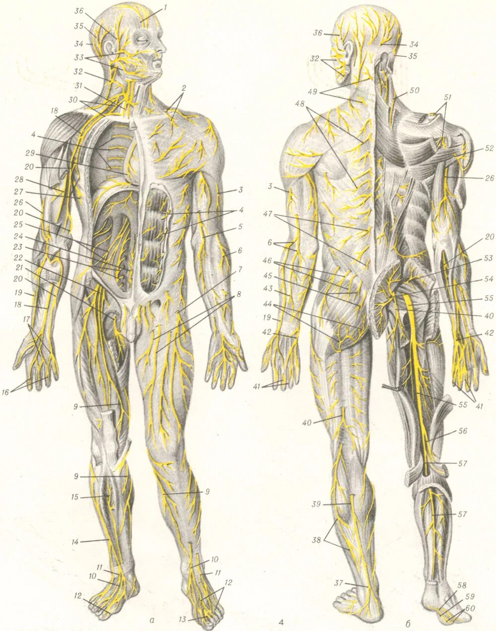 Расположение нервов на теле человека схема НЕРВЫ - Большая Медицинская Энциклопедия