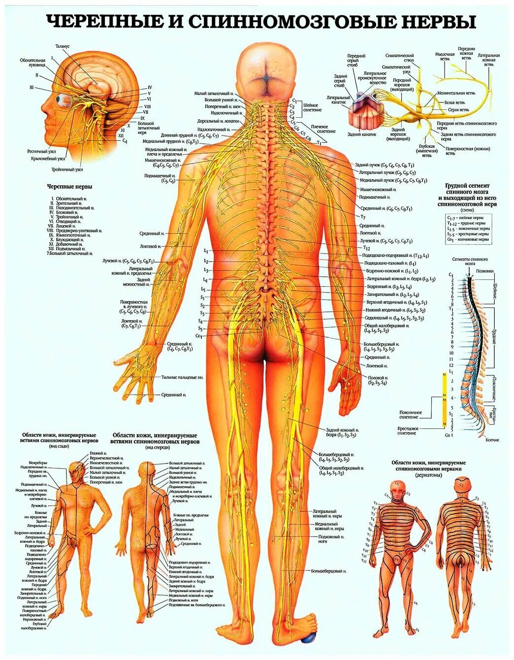 Расположение нервов на теле человека схема Демонстрационный плакат "Тело человека" 66 х 49 см - купить в интернет-магазине 