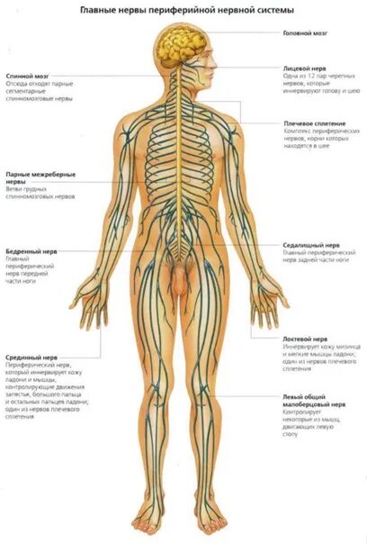 Расположение нервов на теле человека схема Anatomic - Фотография 9 из 80 ВКонтакте