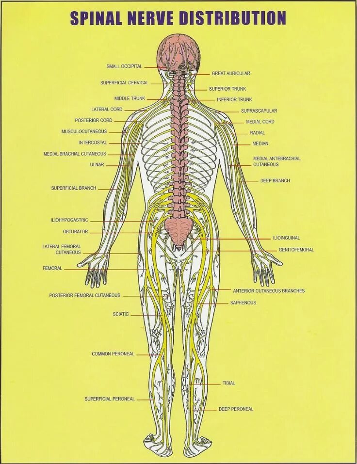 Расположение нервов на теле человека схема All about the spinal cord: Spinal nerve distribution chart Vertebral subluxation