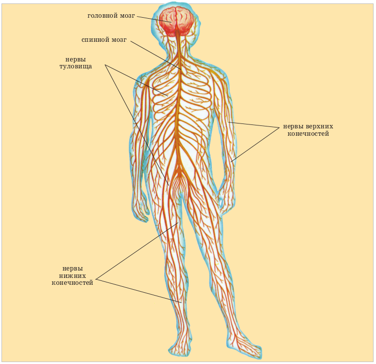 Расположение нервов на теле человека схема Строение нервной системы организма: найдено 80 изображений
