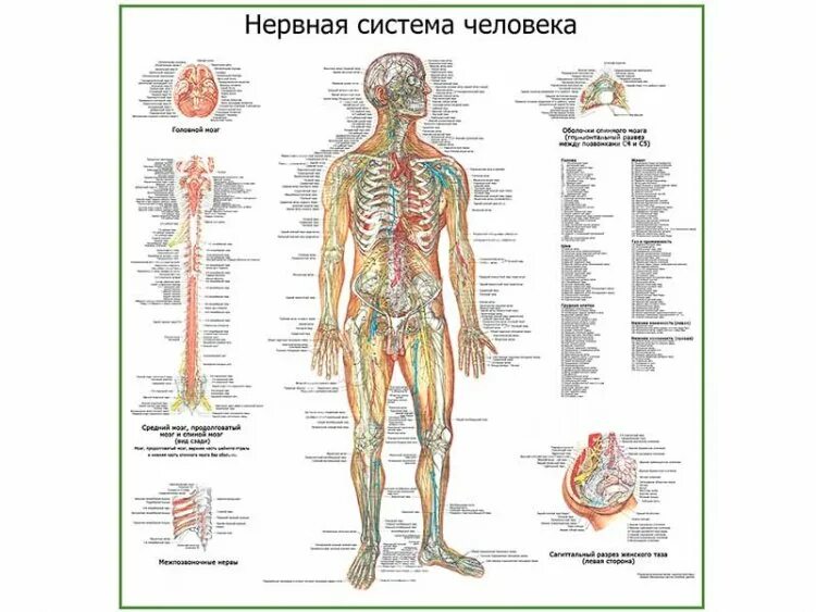 Расположение нервов на теле человека схема Нервная система человека, плакат глянцевый А1/А2 " Купить оптом и в розницу " Це