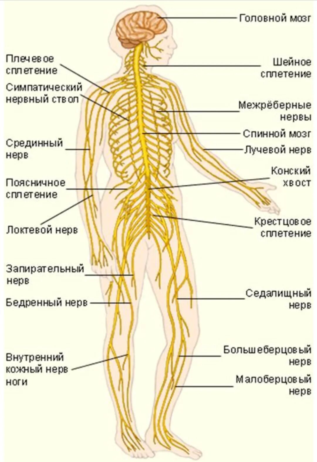 Расположение нервов на теле человека схема Периферическая нервная система иннервирует - найдено 87 картинок