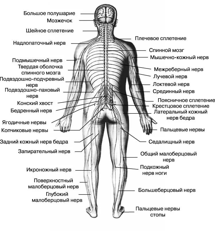 Расположение нервов на теле человека схема Значение слова НЕРВНАЯ СИСТЕМА