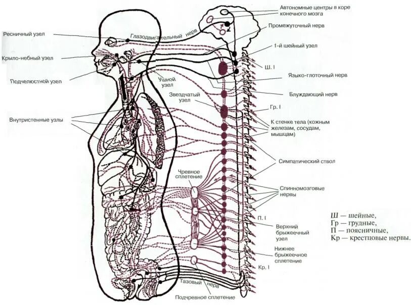Расположение нервов на теле человека схема Раздел I