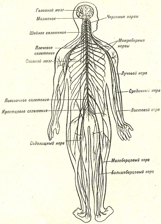 Расположение нервов на теле человека схема Нервная система рисунок с подписями