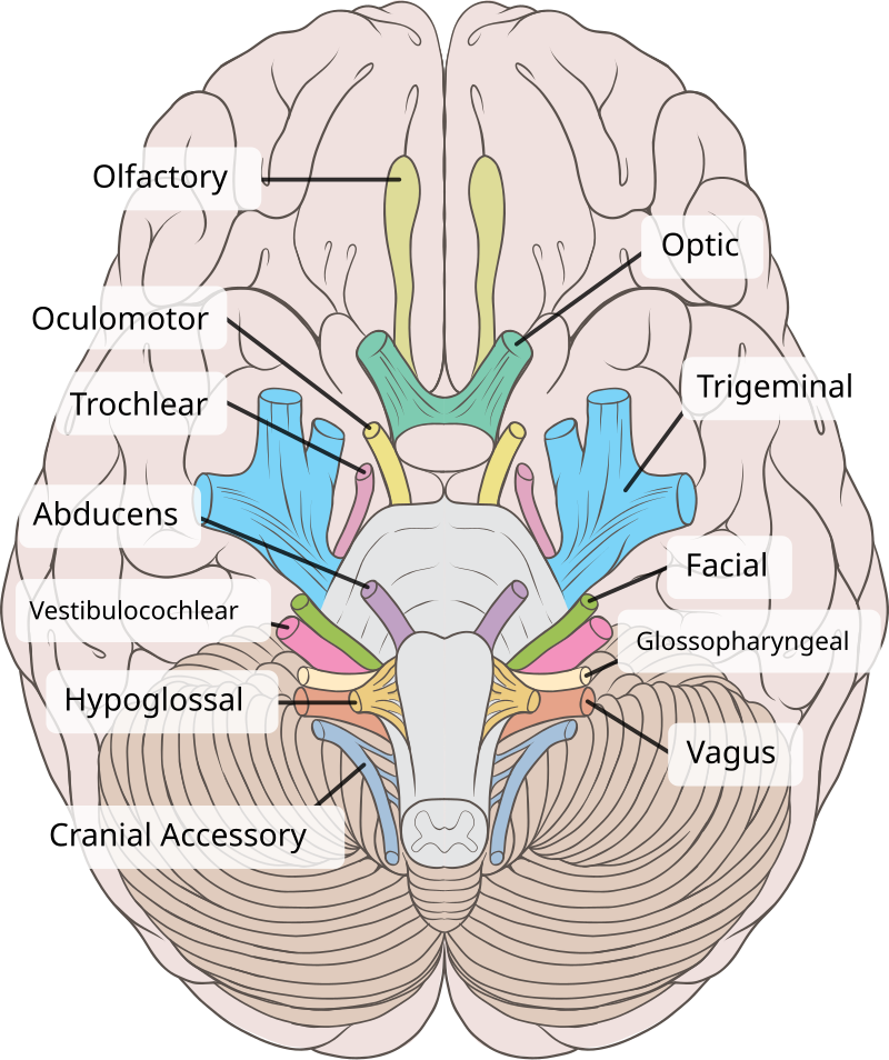 Расположение нервов схема Oculomotor nerve - Wikipedia