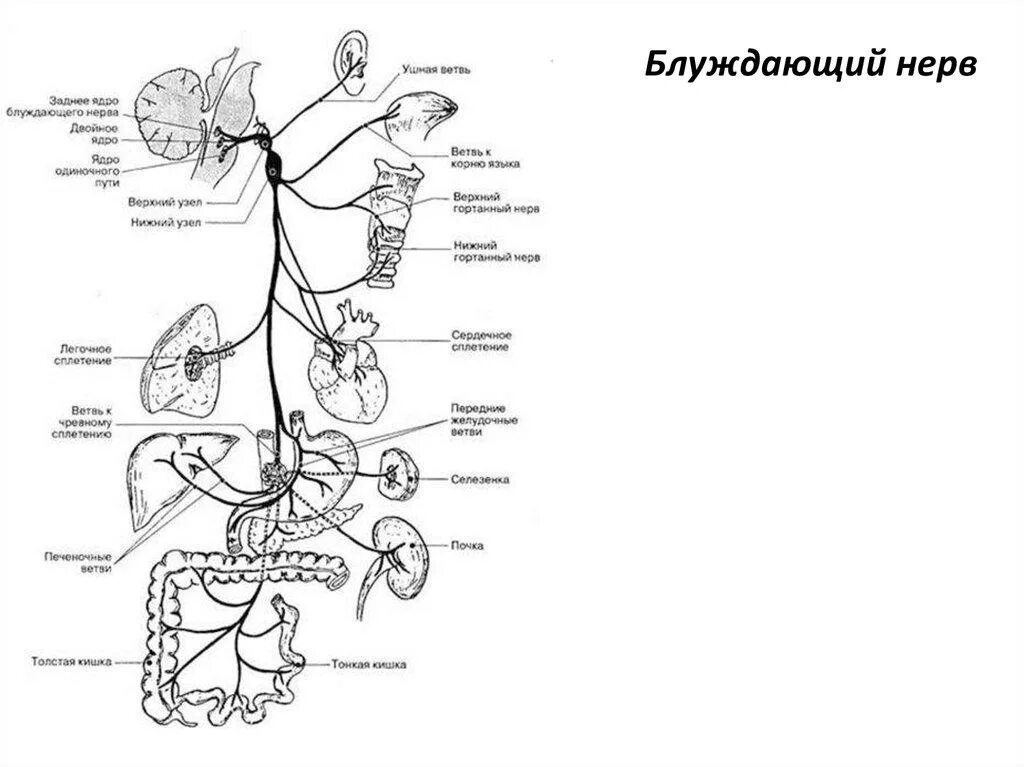 Расположение нервов схема Блуждающий нерв - самый разгульный нерв нашего тела. Почему? Потому, что он бере