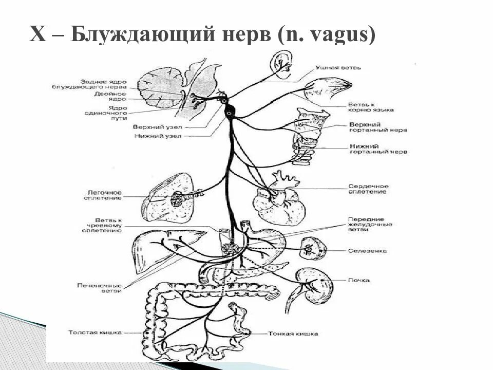 Расположение нервов схема Блуждающий нерв отдел