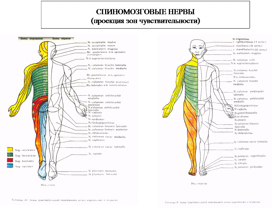 Расположение нервов схема Тема: Вегетативная нервная система.