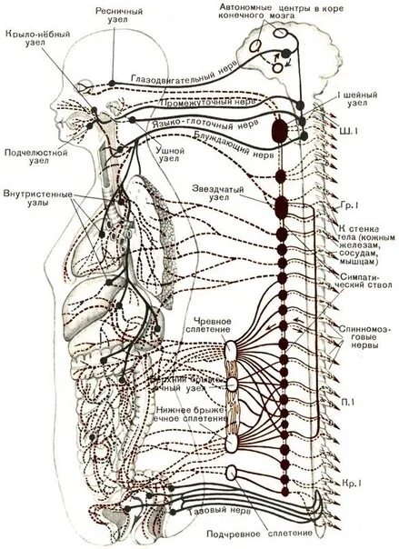 Расположение нервов схема Таблица соответствия иннервации внутренних органов и симптомов относительно позв