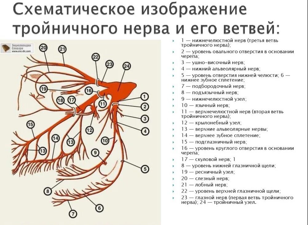 Периферическая нервная система иннервирует - найдено 87 картинок