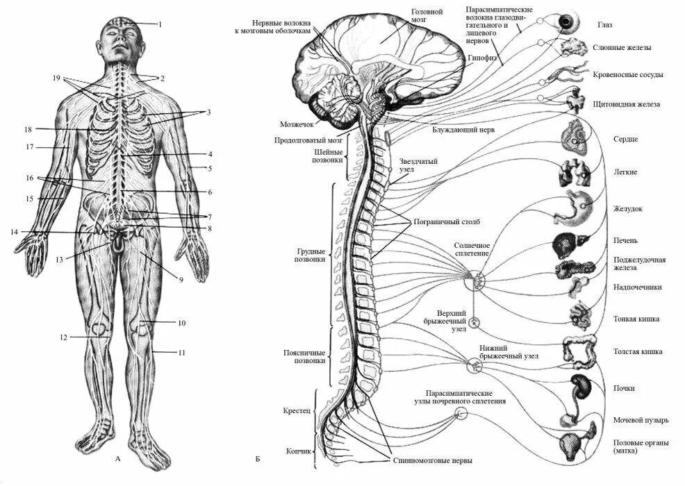 Расположение нервов схема Точки нервной системы