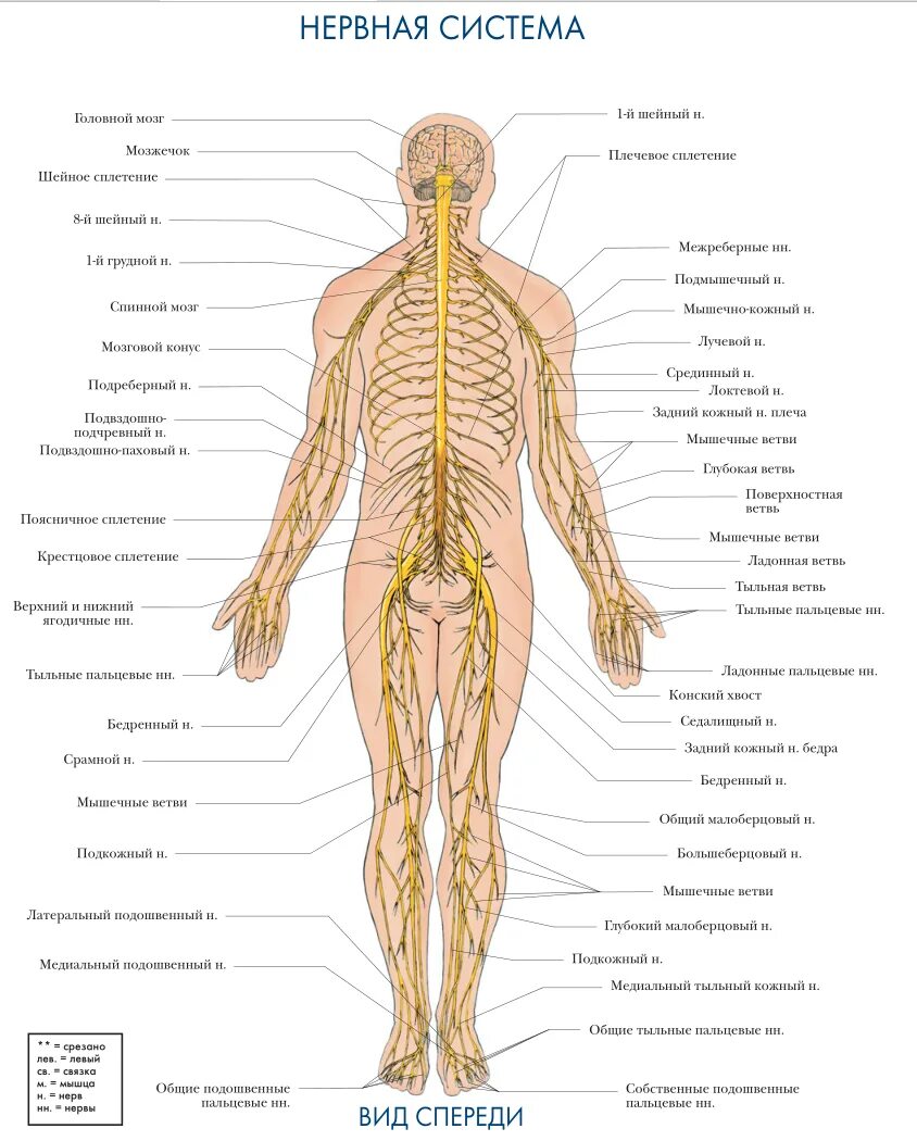 Расположение нервов схема Периферическая нервная система Энциклопедия альтернативной медицины Fandom