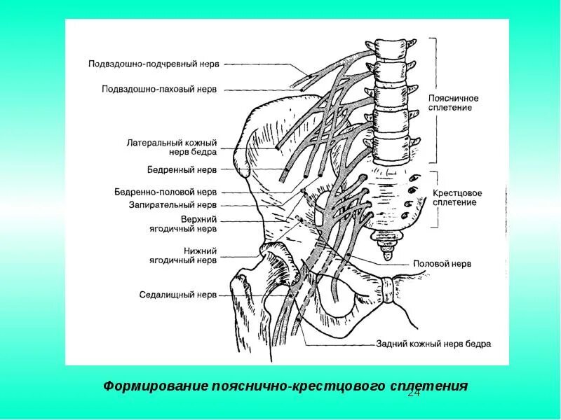 Расположение нервов схема Спинномозговые нервы и сплетения. Области иннервации