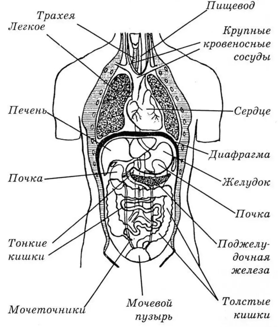 Расположение органов человека схема Строение органов соответствует