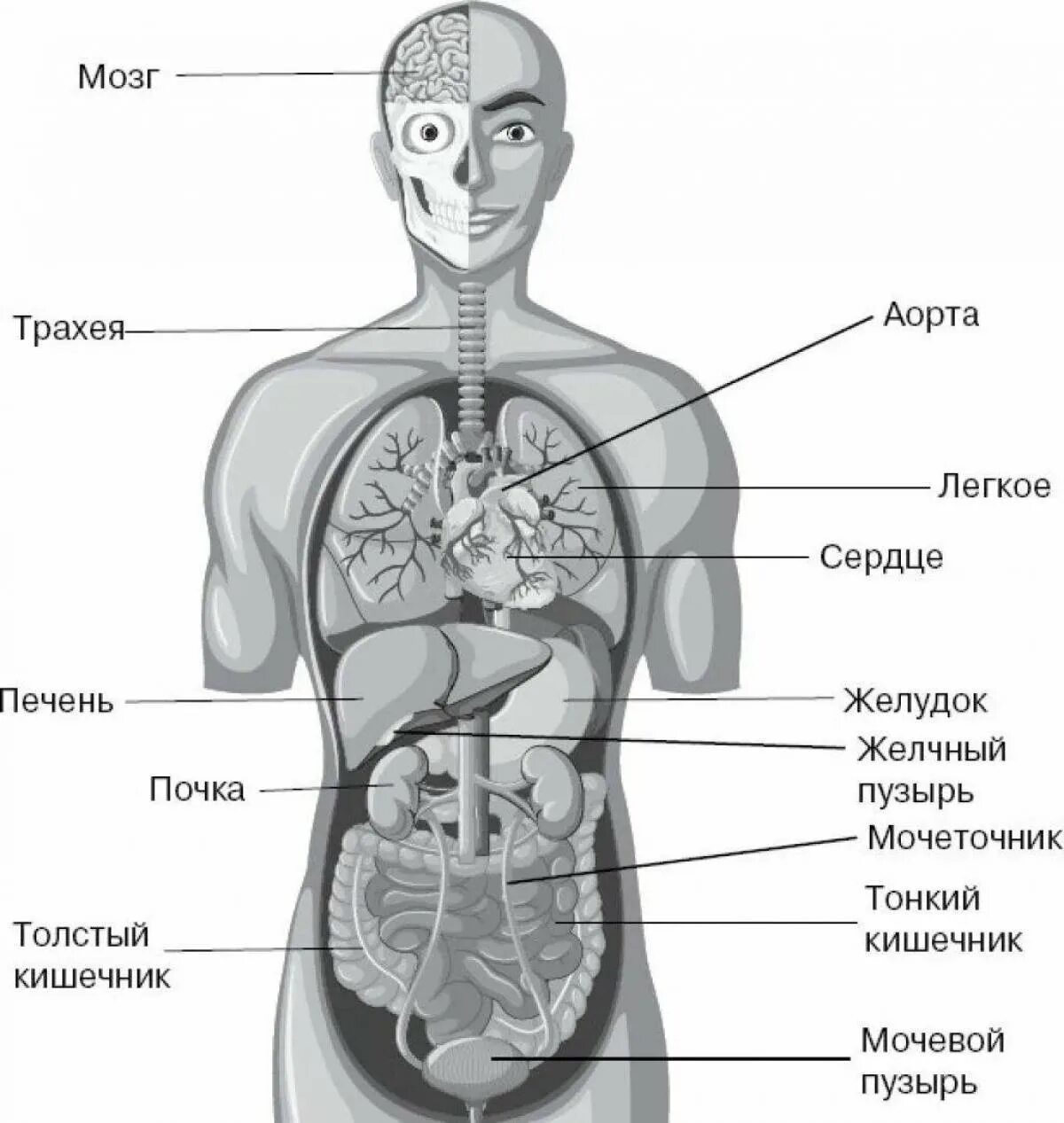 Расположение органов человека схема Картинки Органы человека (34 шт.) - #2407