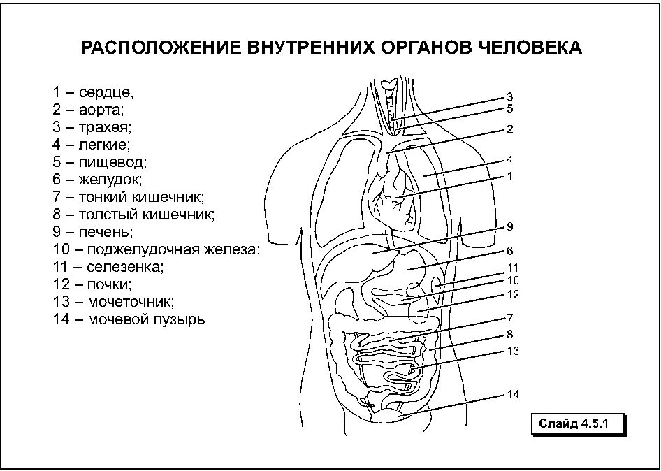 Расположение органов человека схема Строение человека внутренние внутреннее строение 3 - найдено 89 картинок