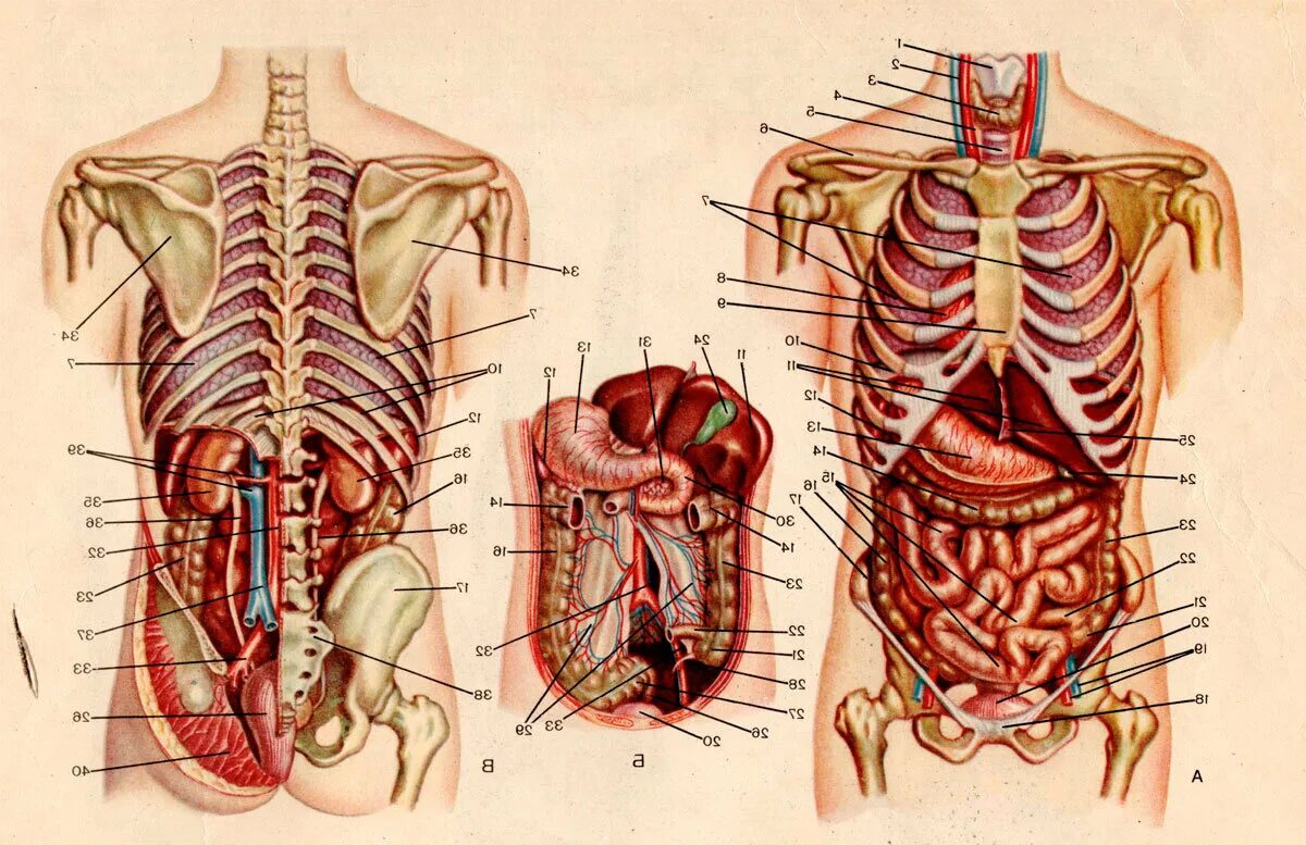 Расположение органов человека схема Расположение