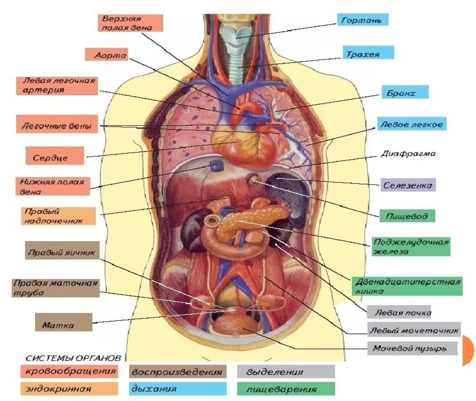 Расположение органов человека схема Расположение фото - DelaDom.ru