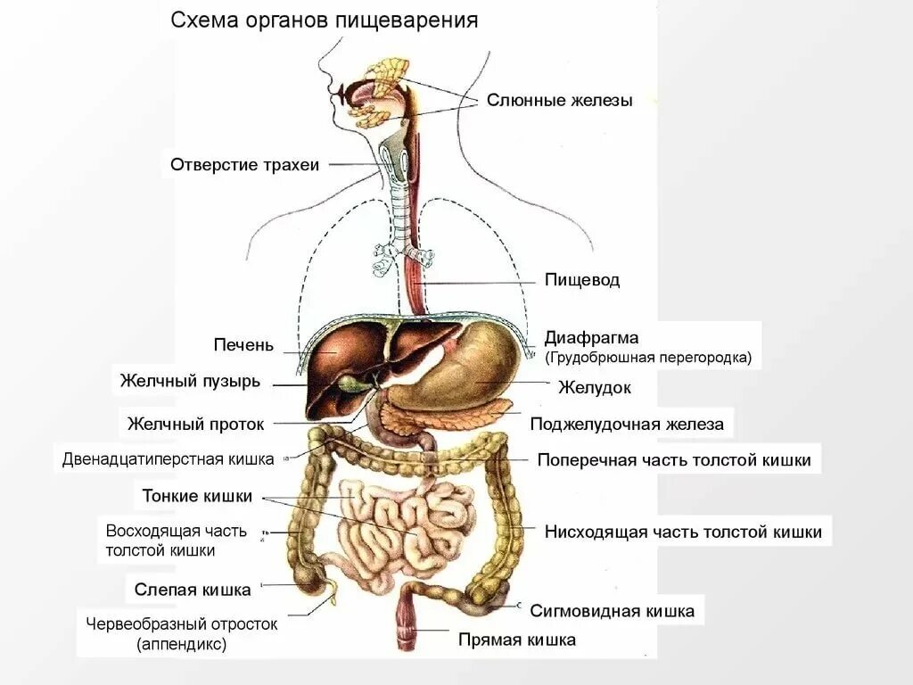 Расположение органов человека схема Для пищеварения - CoffeePapa.ru