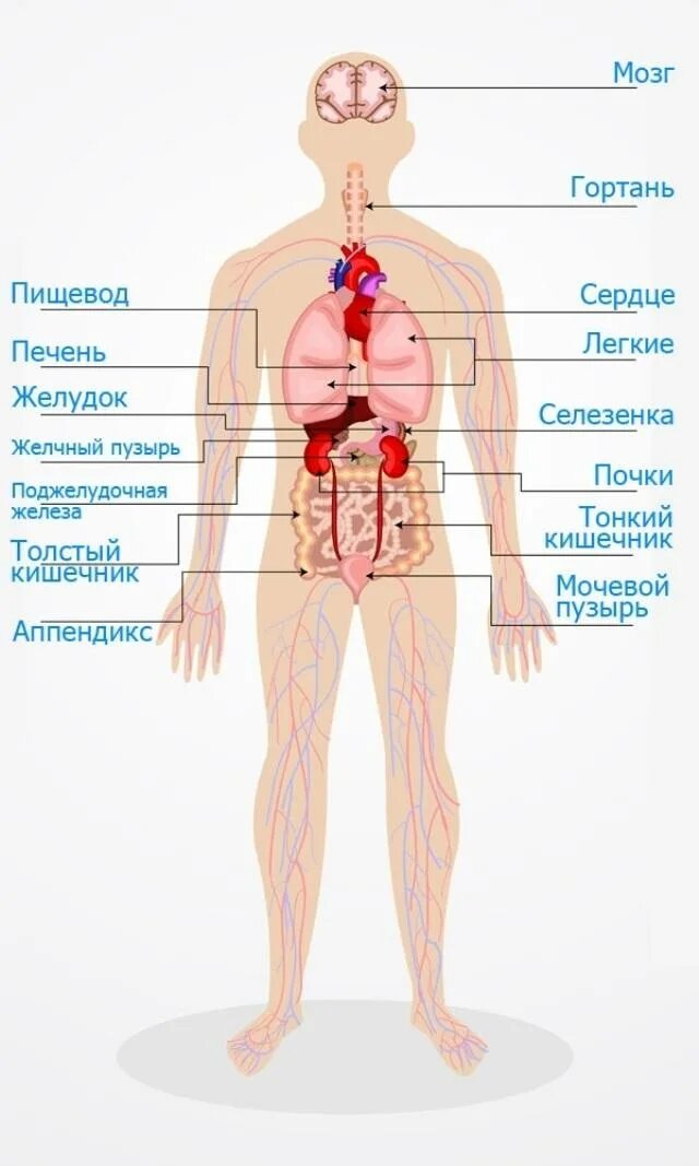 Расположение органов человека схема В каком месте находится у человека: найдено 77 изображений