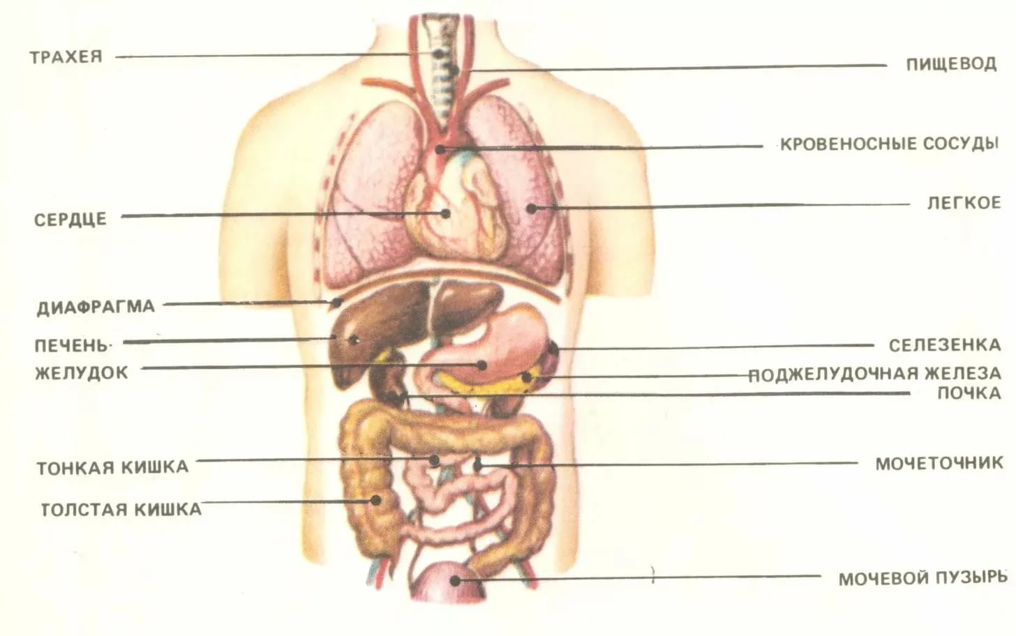 Расположение органов человека схема Расположение органов - Зачем надо знать расположение органов.
