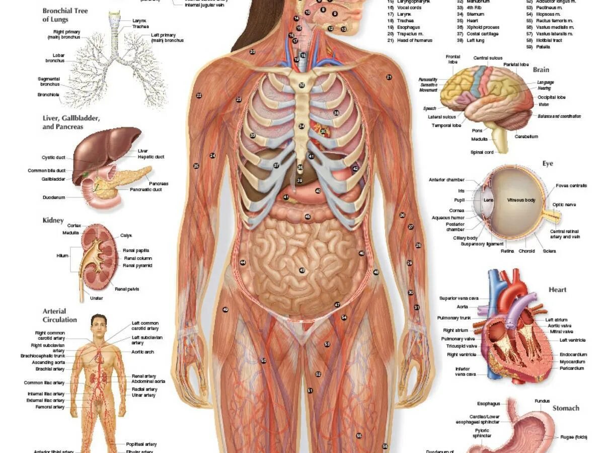 Расположение органов человека схема мужчина спереди Человек с двумя половинами органов: найдено 87 изображений