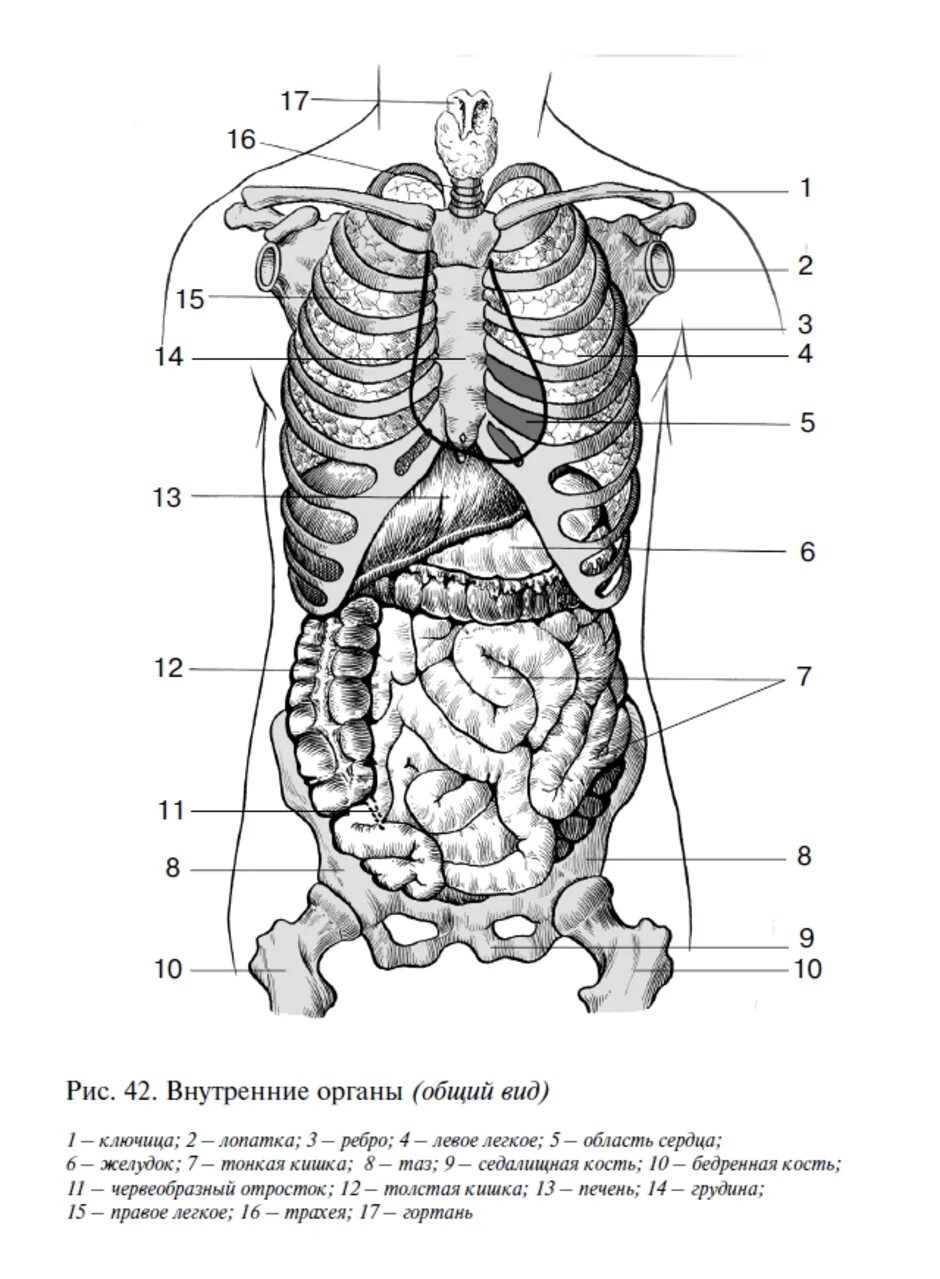 Расположение органов человека схема мужчина спереди Органы Брюшной Полости Рисунок (55 Фото)