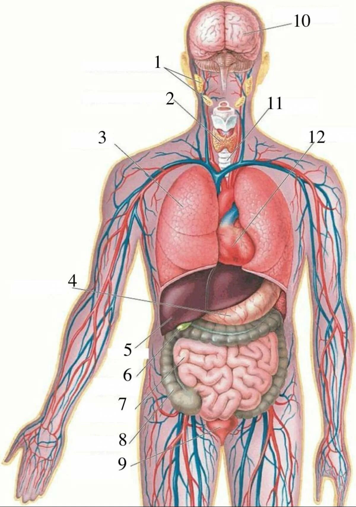 Расположение органов человека схема мужчина спереди Внутренний организм человека фото
