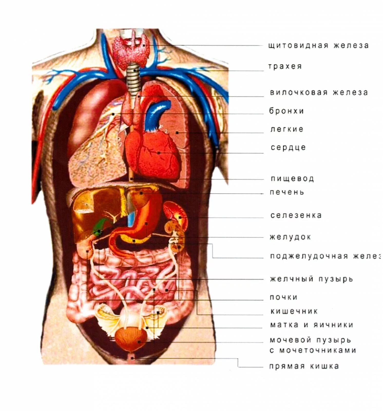 Расположение органов человека схема мужчина спереди Уроки биологии, Учащиеся медучилища, Анатомия и физиология