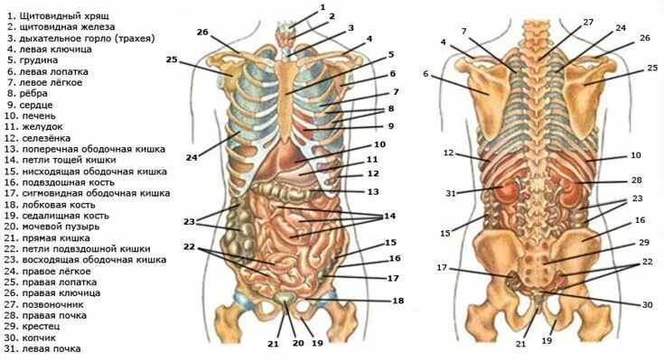 Расположение органов человека схема мужчина спереди Картинки про расположение органов человека (37 фото) Картинки, Медицинские учили