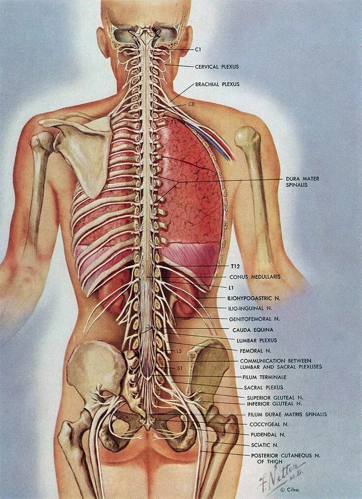 Расположение органов человека схема со спины The Spinal Cord in Situ Medical anatomy, Human anatomy, Fitness body