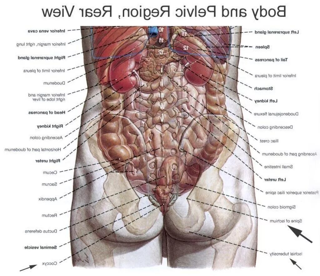 Расположение органов человека схема со спины Human Body Organs Diagram From The Back . Human Body Organs Diagram From The Bac