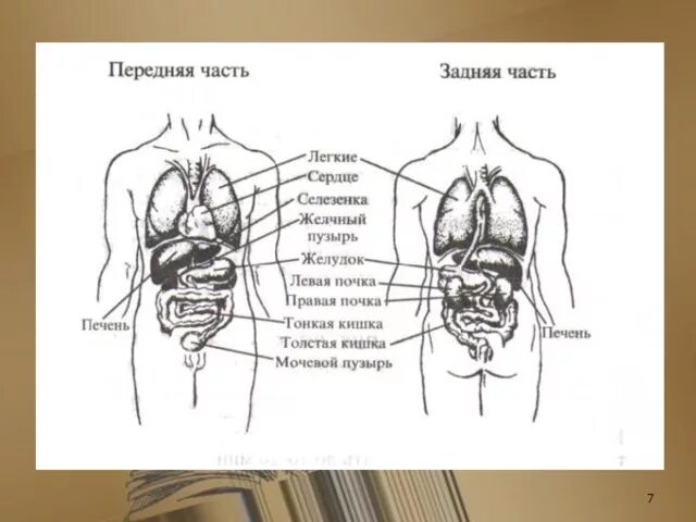 Расположение органов человека схема со спины Презентация к уроку по окружающему миру на тему: "Строение тела человека" - нача